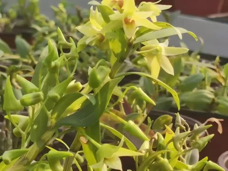 How to care for a dendrobium bonsai?