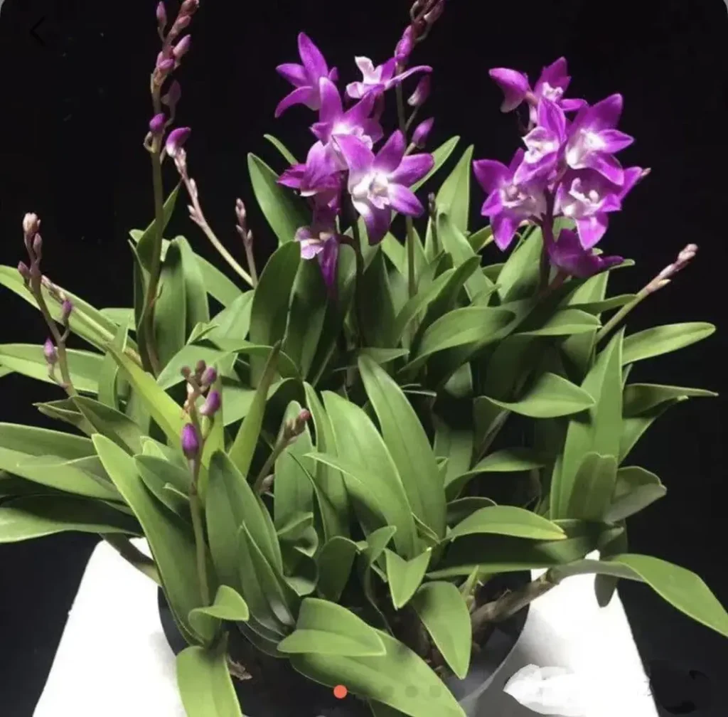 Australian-perfume-Dendrobium-c1153