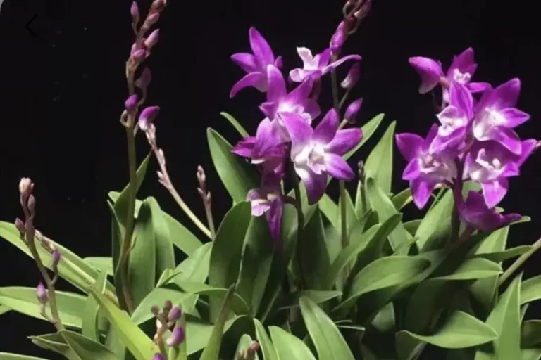 Australian-perfume-Dendrobium-c1153