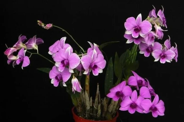 Autumn Dendrobium – Orchidaceae Dendrobium