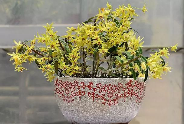 Dendrobium-bonsai-a1000 Dendrobium-bonsai-a1000