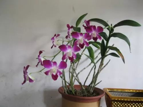 Dendrobium-bonsai-a1001