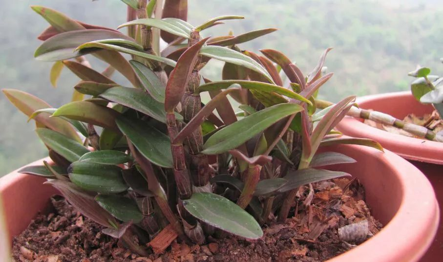 Dendrobium-bonsai-a1003