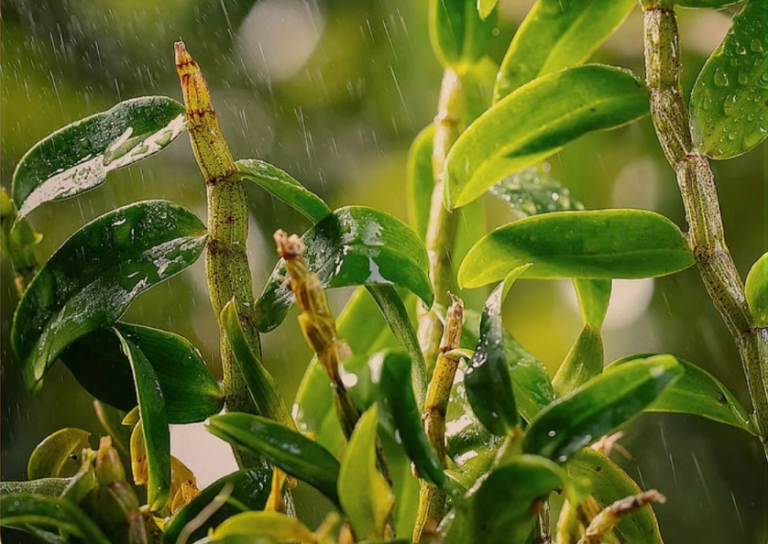 The first of the nine immortal herbs – Dendrobium candidum