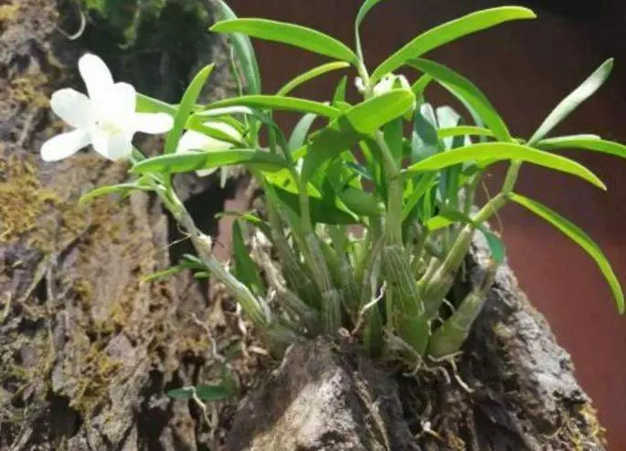 Huoshan Dendrobium – Orchidaceae Dendrobium