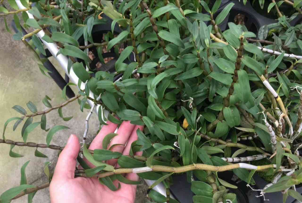 Dendrobium-in-summer