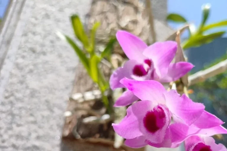Musk Dendrobium has become a standard for orchid lovers because of its unique floral fragrance.