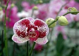 Phalaenopsis Dendrobium–Orchidaceae