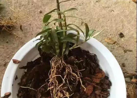 Potted-Dendrobium-1002