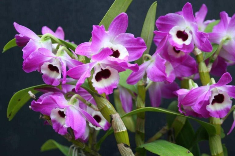 dendrobium orchid-Perennial herbaceous plant of the Orchidaceae family