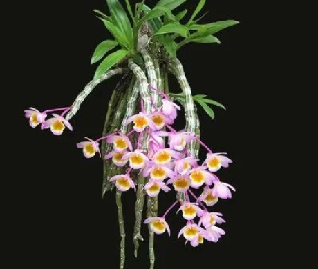 Dendrobium-cultivation-a1006.webp Dendrobium-cultivation-a1006.webp