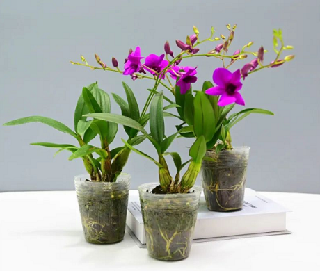 Dendrobium-in-potted-sphagnum-moss.webp Dendrobium-in-potted-sphagnum-moss.webp