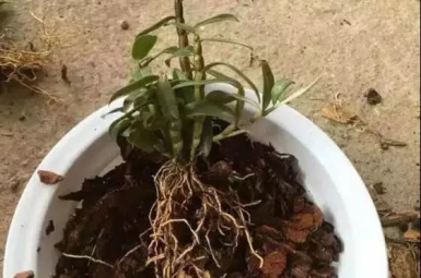 Potted-Dendrobium-1002.webp Potted-Dendrobium-1002.webp
